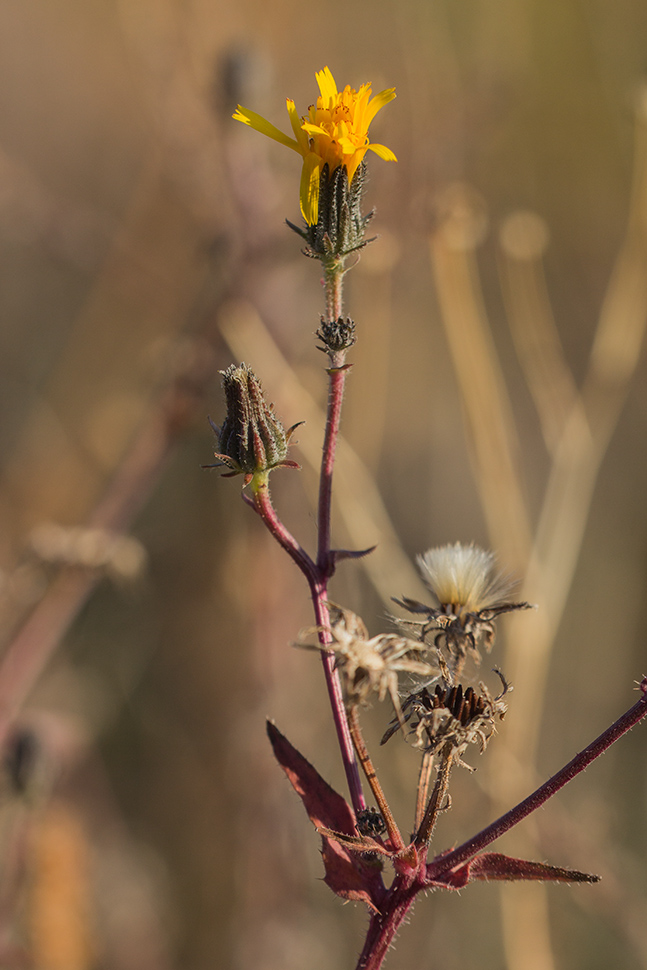 Image of genus Picris specimen.