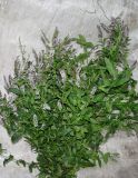 Mentha spicata