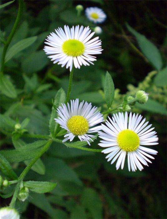 Изображение особи Erigeron annuus.