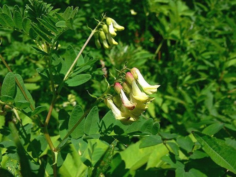 Изображение особи Astragalus membranaceus.