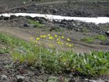 Potentilla vulcanicola. Цветущие растения. Камчатский край, Елизовский район, подножье Авачинского вулкана, горная тундра. 11.07.2008.