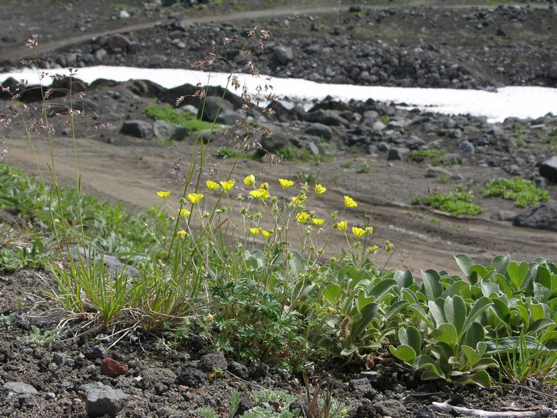 Изображение особи Potentilla vulcanicola.