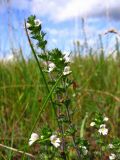 род Euphrasia