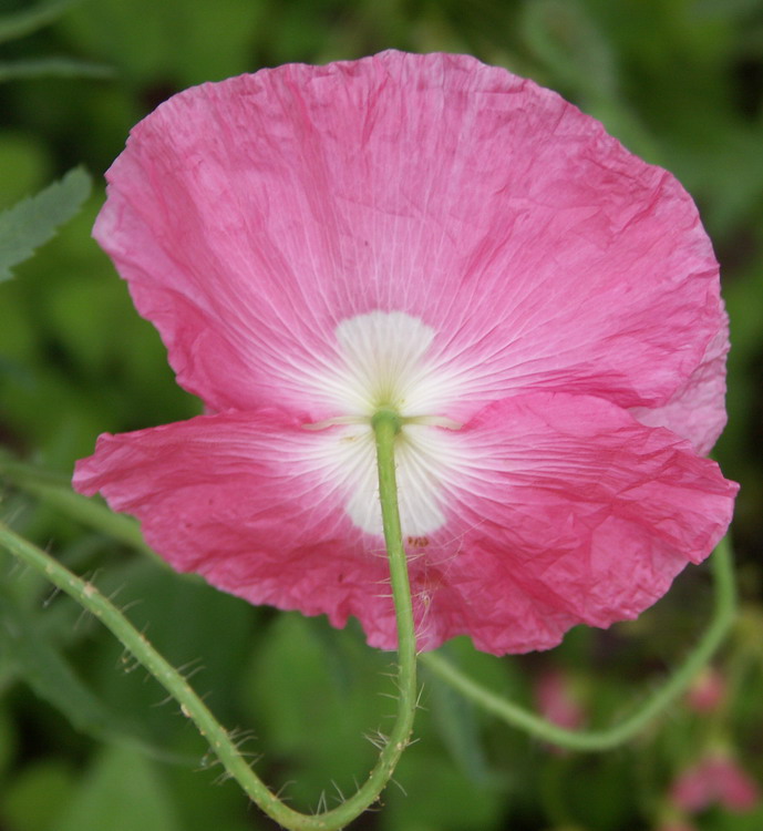 Image of Papaver rhoeas specimen.