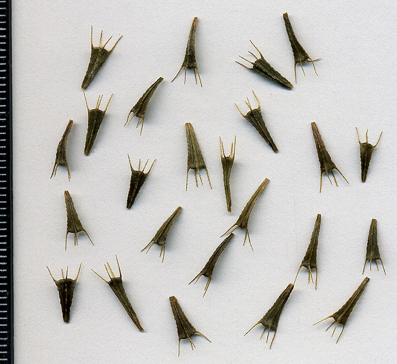 Image of Bidens cernua specimen.