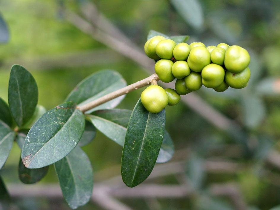 Image of Ligustrum vulgare specimen.