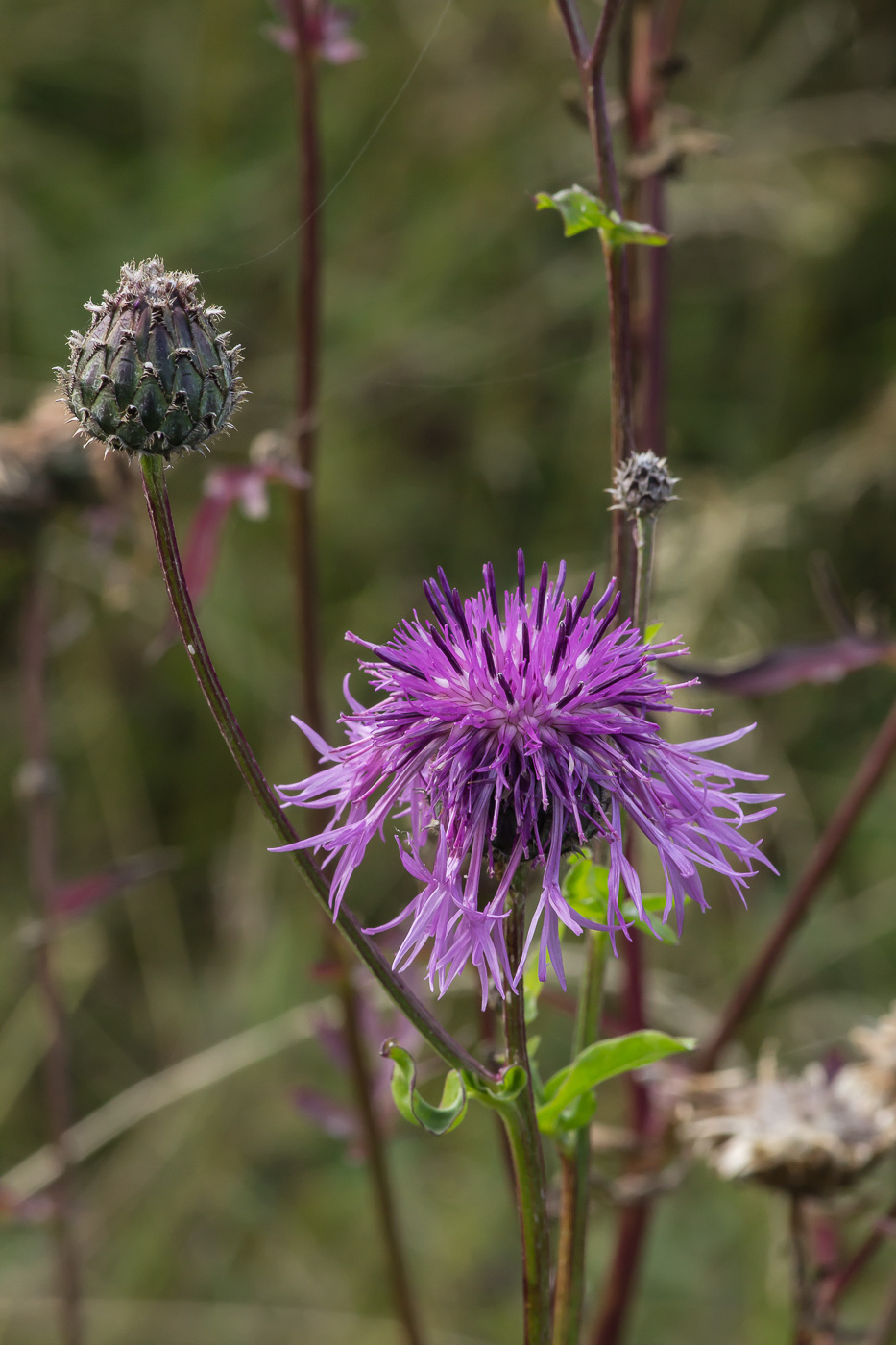 Изображение особи Centaurea scabiosa.