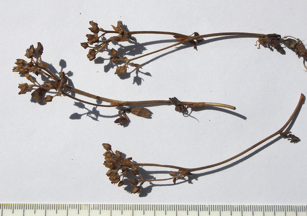 Image of Sibbaldia parviflora specimen.