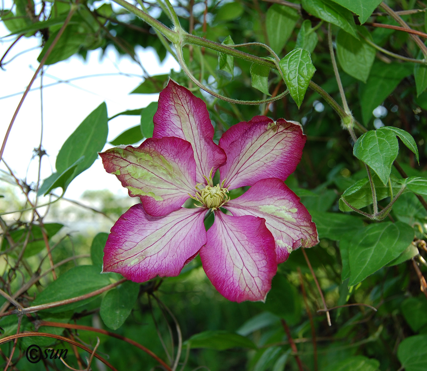 Image of Clematis &times; jackmanii specimen.