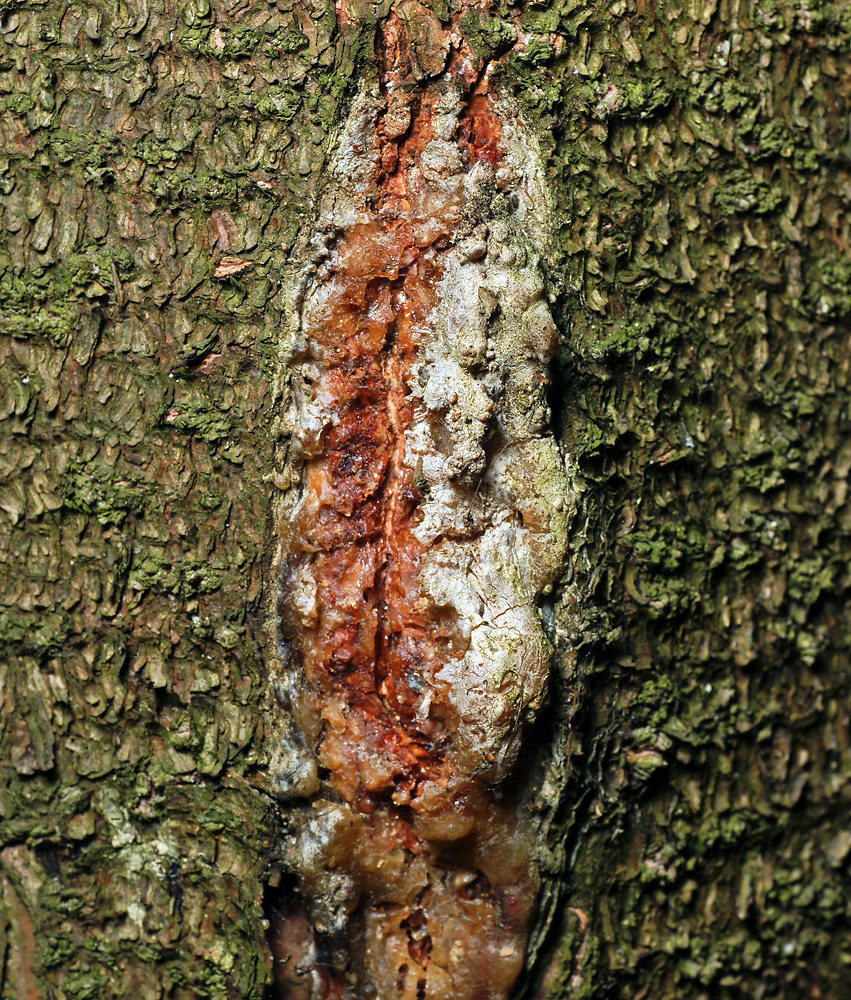 Image of Picea abies specimen.