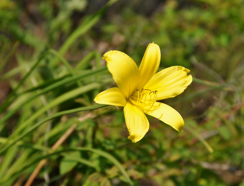 Image of Hemerocallis minor specimen.