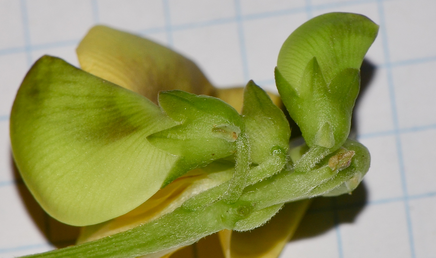 Image of Vigna luteola specimen.