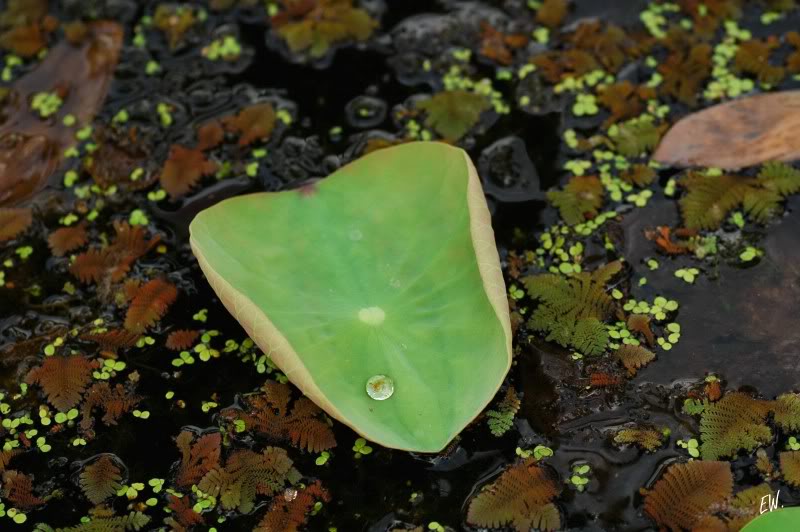 Изображение особи Nelumbo nucifera.