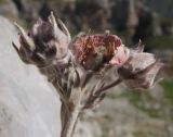 Potentilla divina. Соцветие с искусственно раскрытым отцветшим цветком с завязавшимися плодами. Адыгея, Кавказский биосферный заповедник, гора Фишт, альпийский пояс, ≈ 2500 м н.у.м., в расщелине скалы. 29.08.2015.