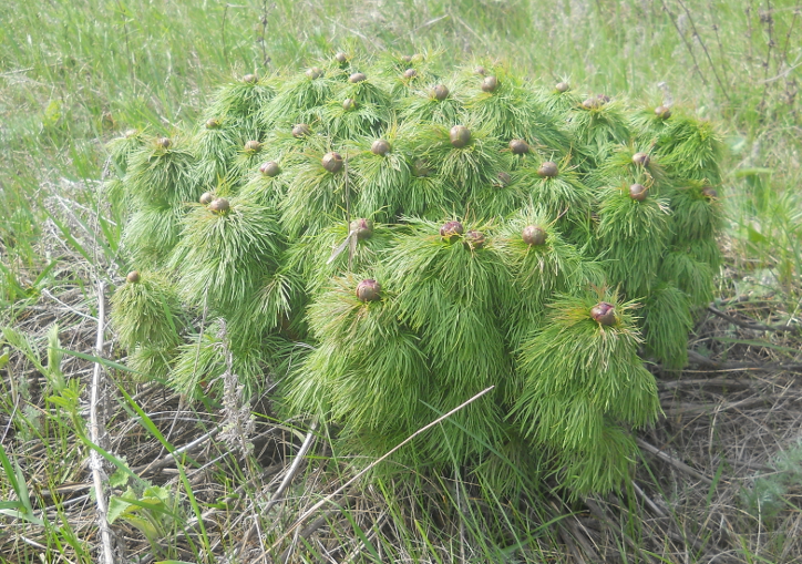 Image of Paeonia tenuifolia specimen.