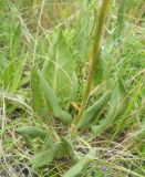 Смотреть изображение Ligularia thyrsoidea