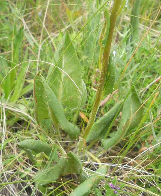Image of Ligularia thyrsoidea specimen.
