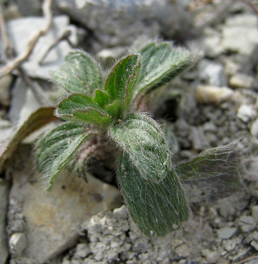 Image of Sideritis montana specimen.