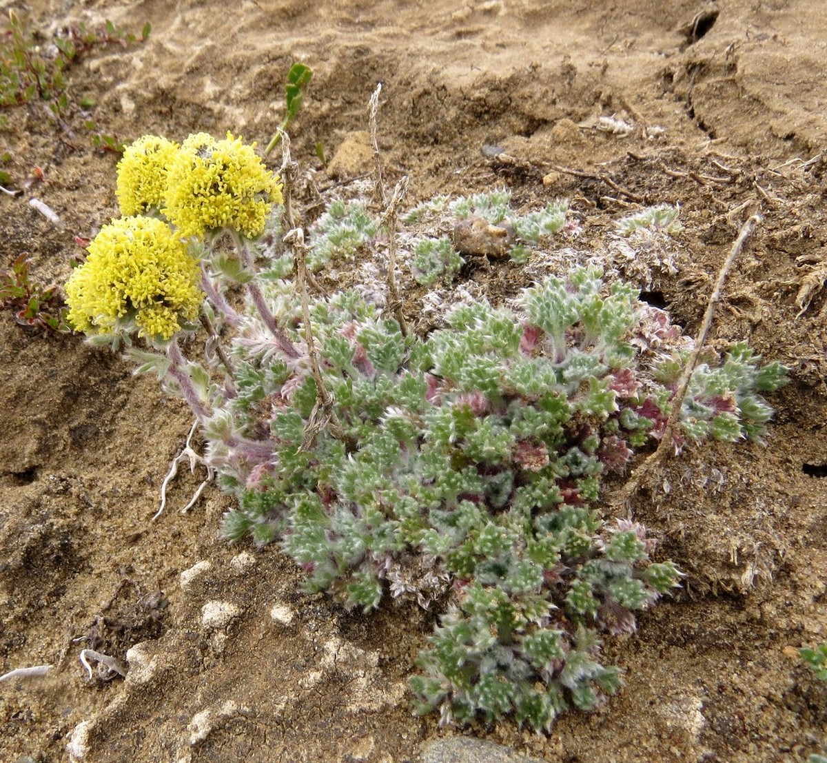 Image of Artemisia triniana specimen.