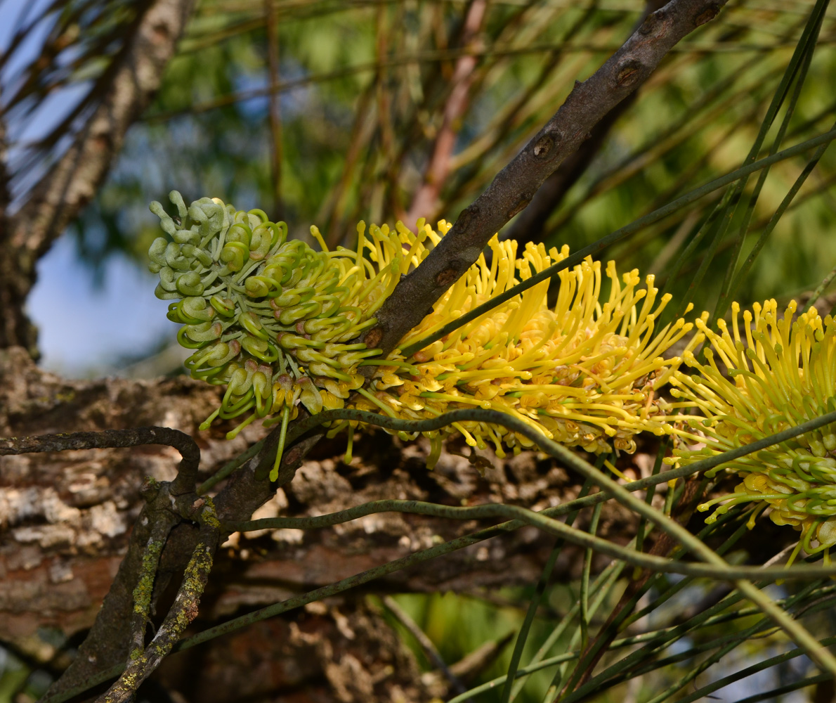 Image of Hakea chordophylla specimen.