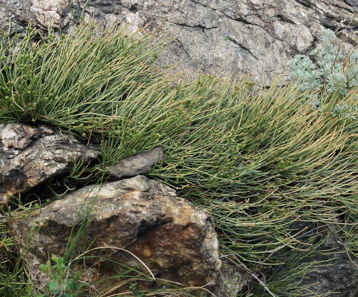 Image of Ephedra dahurica specimen.