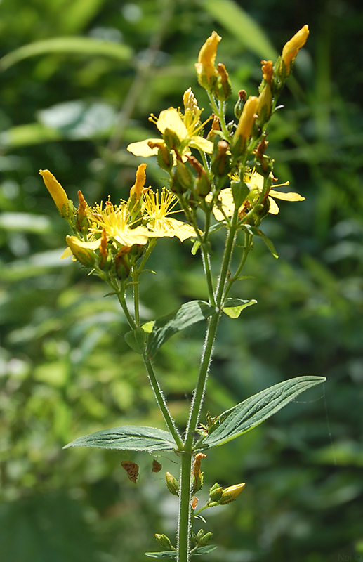 Изображение особи Hypericum hirsutum.