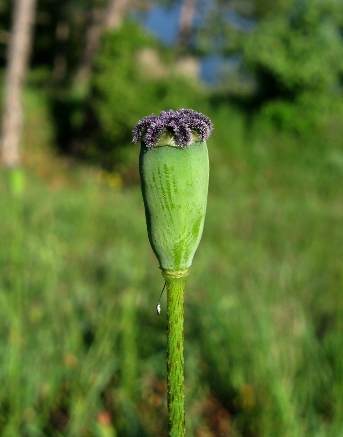 Изображение особи Papaver stevenianum.