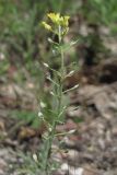 Alyssum trichostachyum