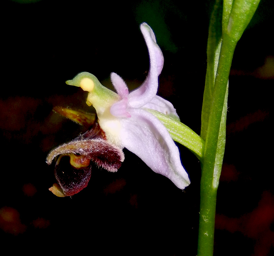 Image of Ophrys oestrifera specimen.