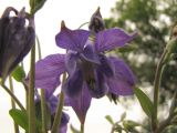 Aquilegia vulgaris. Цветок. Тамбовская обл., Петровский р-н, с. Петровское, пустырь на обочине дороги. 29.05.2016.