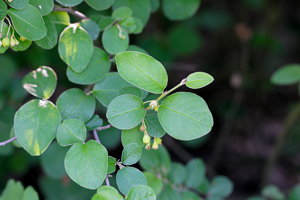 Image of Cotoneaster melanocarpus specimen.