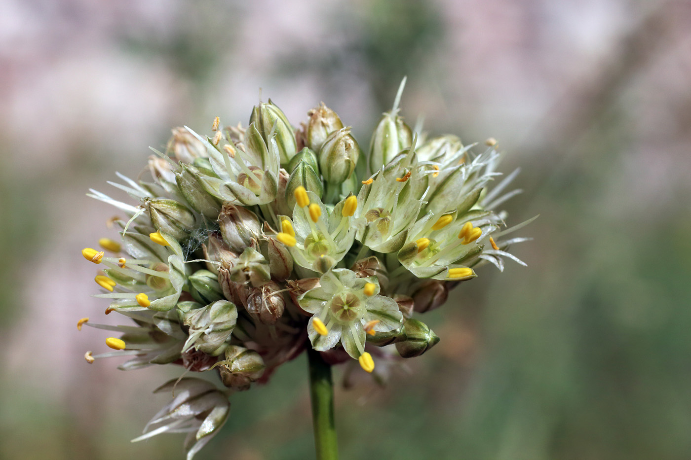 Image of Allium marmoratum specimen.