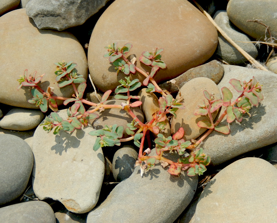 Image of Euphorbia peplis specimen.