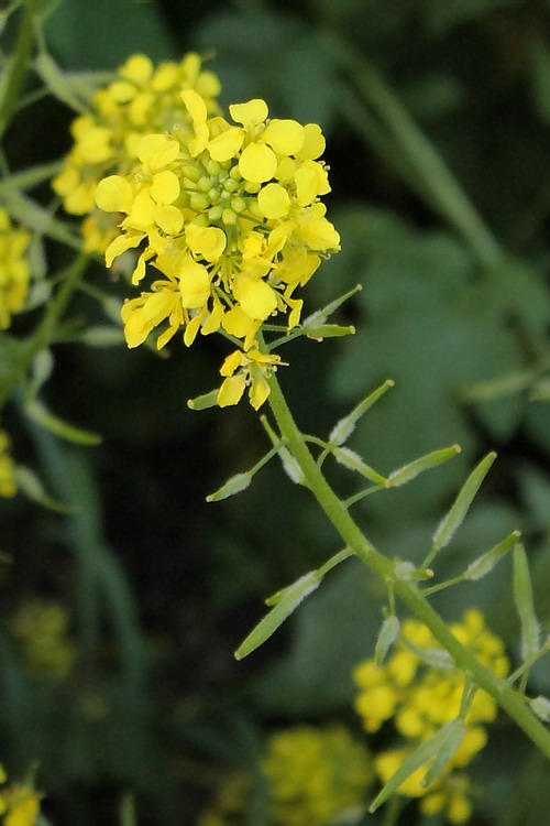 Image of Sinapis alba specimen.