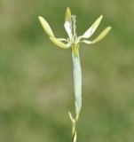 Dianthus подвид pallens