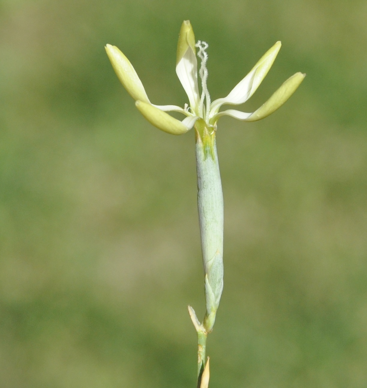 Image of Dianthus monadelphus ssp. pallens specimen.