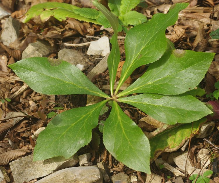 Image of Helleborus caucasicus specimen.