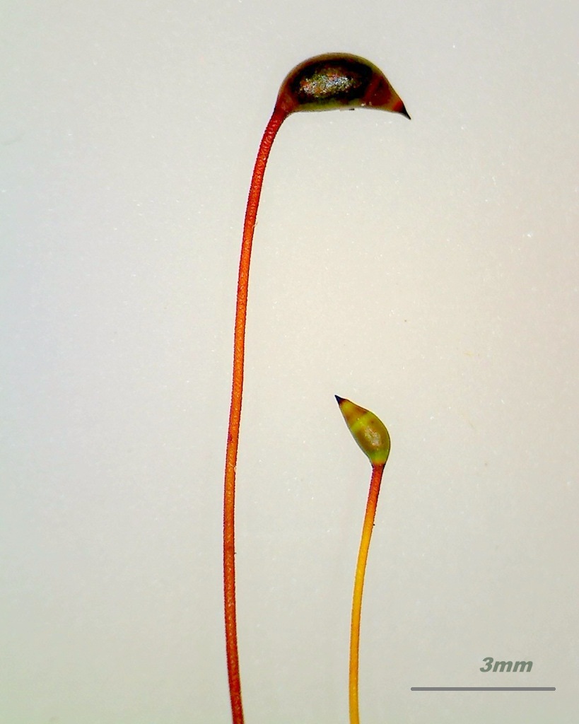 Image of Cirriphyllum piliferum specimen.
