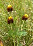 Trifolium spadiceum