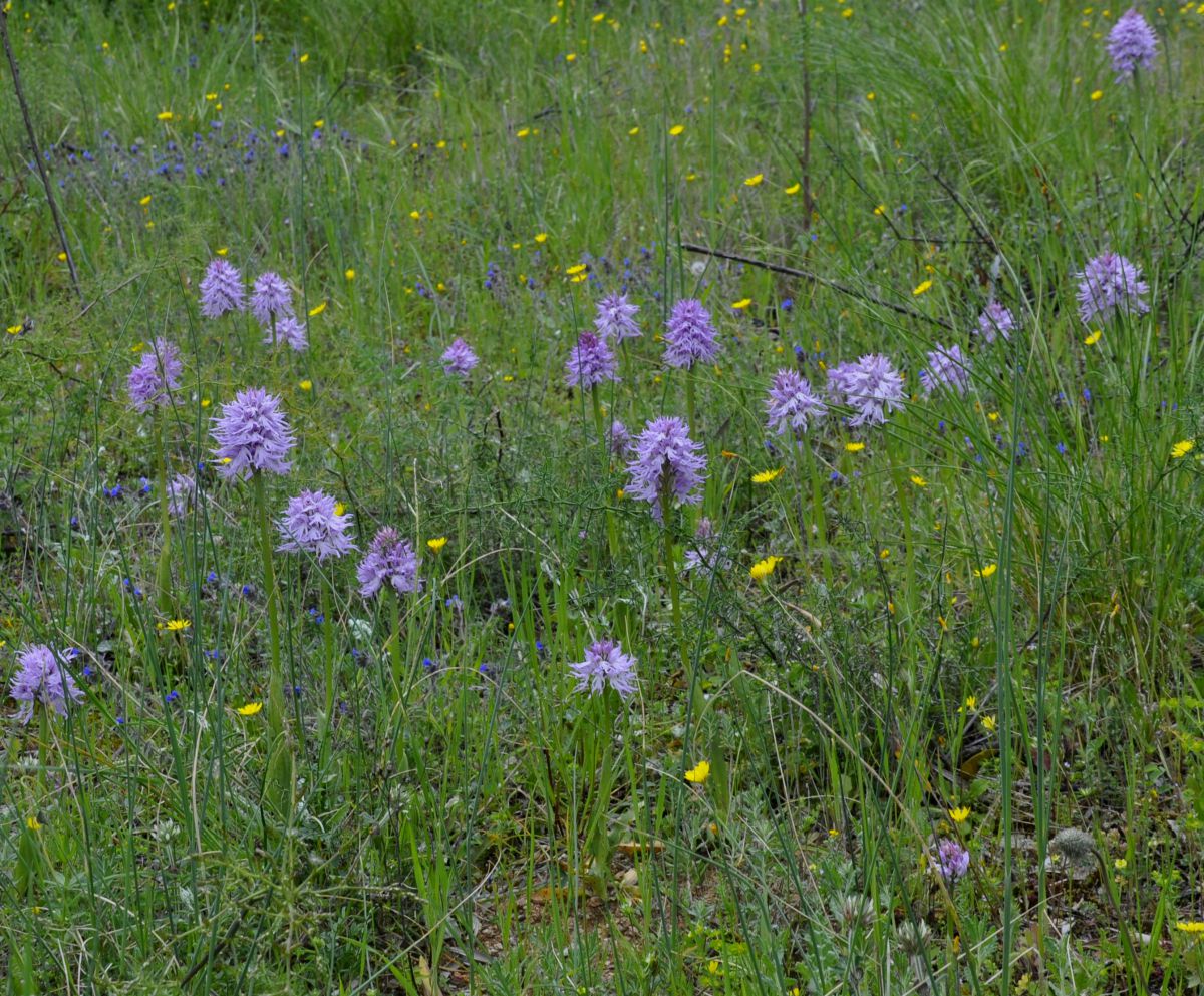 Image of Orchis italica specimen.