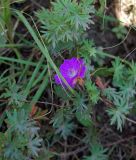 Geranium sanguineum