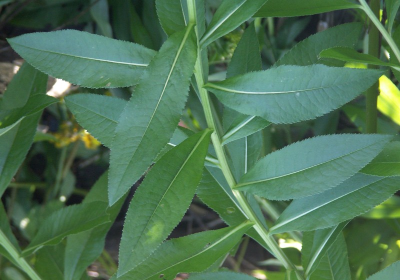 Image of Senecio sarracenicus specimen.