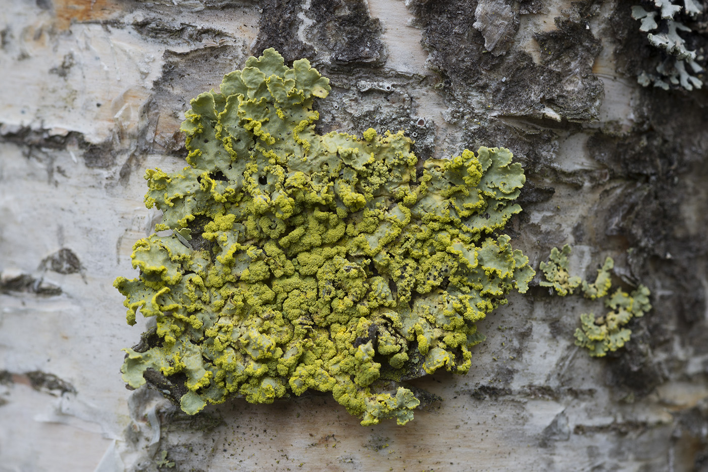 Image of Vulpicida pinastri specimen.