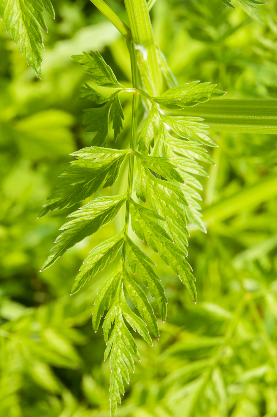 Image of Anthriscus sylvestris specimen.