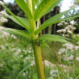 Valeriana officinalis. Часть побега с листьями. Московская обл., городской округ Балашиха, окр. дер. Чёрное, луг у ж.-д. платформы Заря. 17.07.2017.