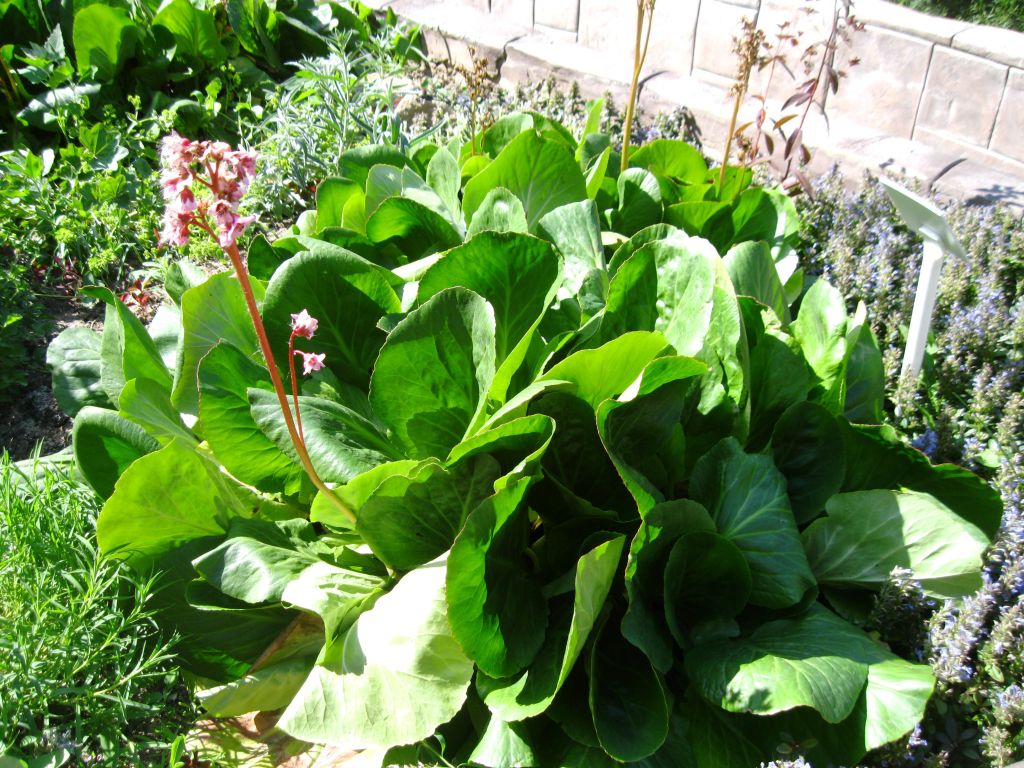 Image of Bergenia crassifolia specimen.