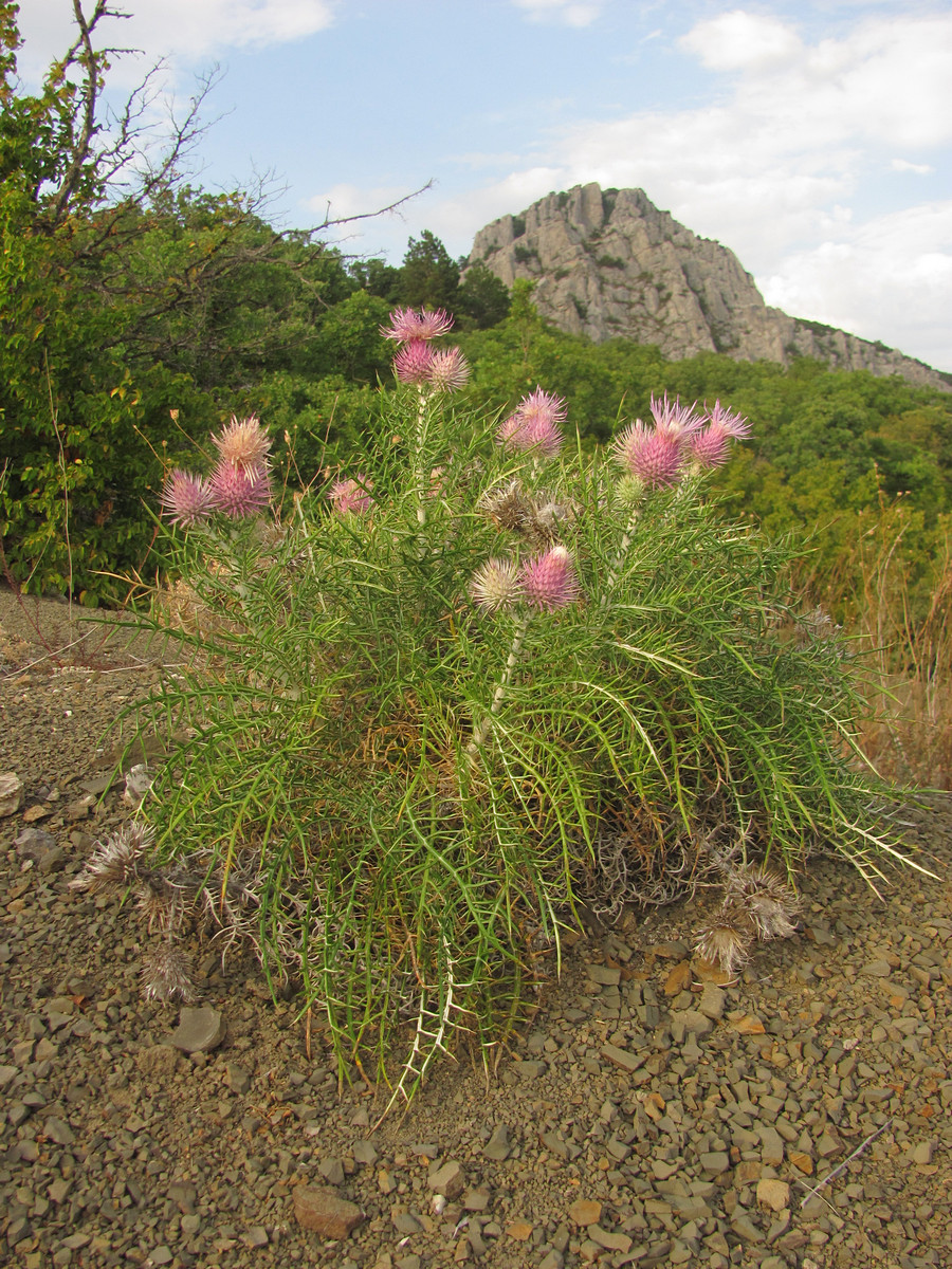 Image of Lamyra echinocephala specimen.