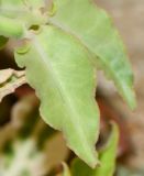 Euphorbia tithymaloides. Лист (вид с абаксиальной стороны). Израиль, впадина Мёртвого моря, киббуц Эйн-Геди. 24.04.2017.