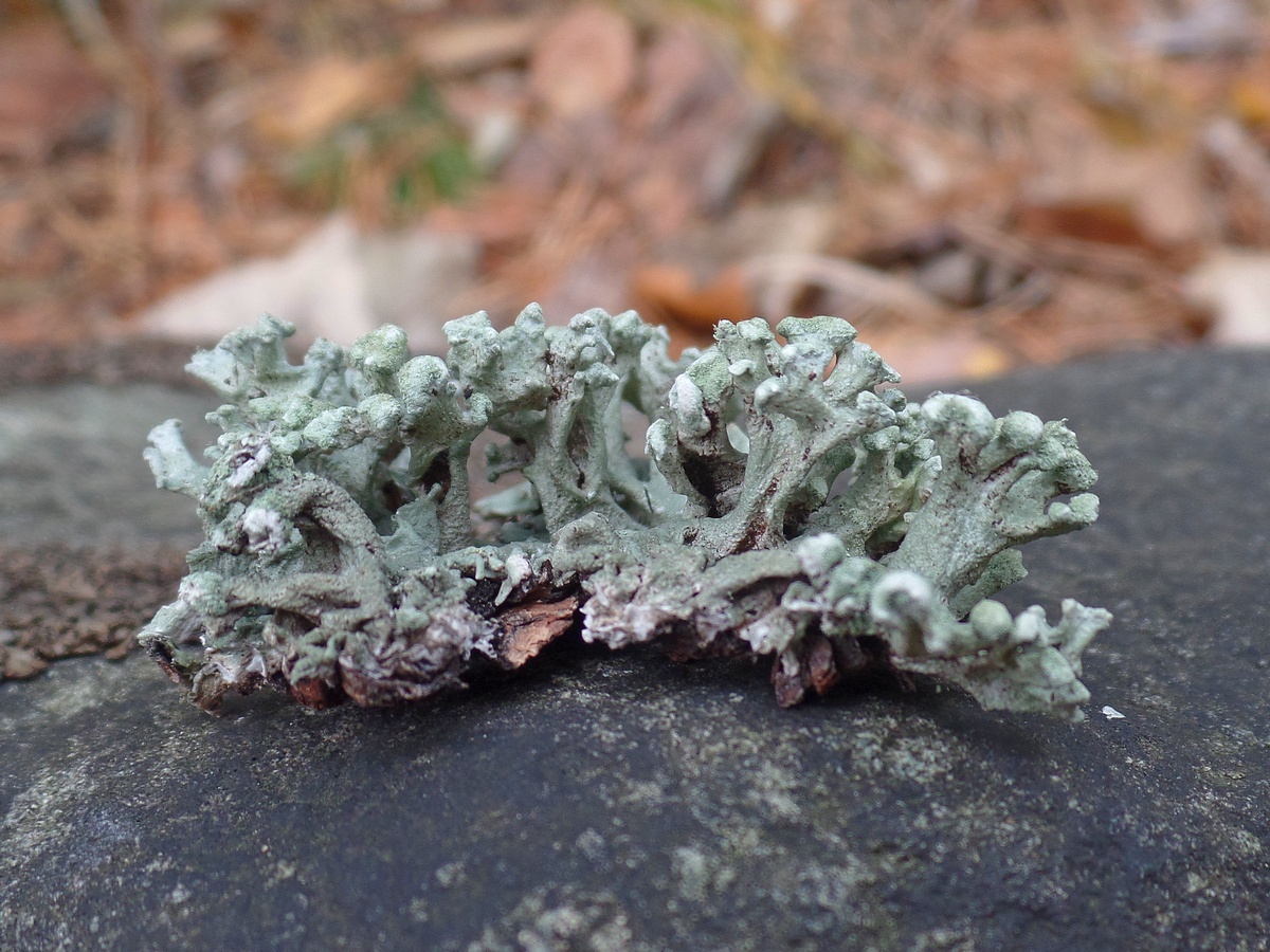 Image of Hypogymnia tubulosa specimen.