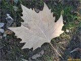 Platanus × acerifolia. Опавший сухой лист. Украина, г. Николаев, Заводской р-н, парк \"Лески\", лиственные насаждения. 26.12.2017.